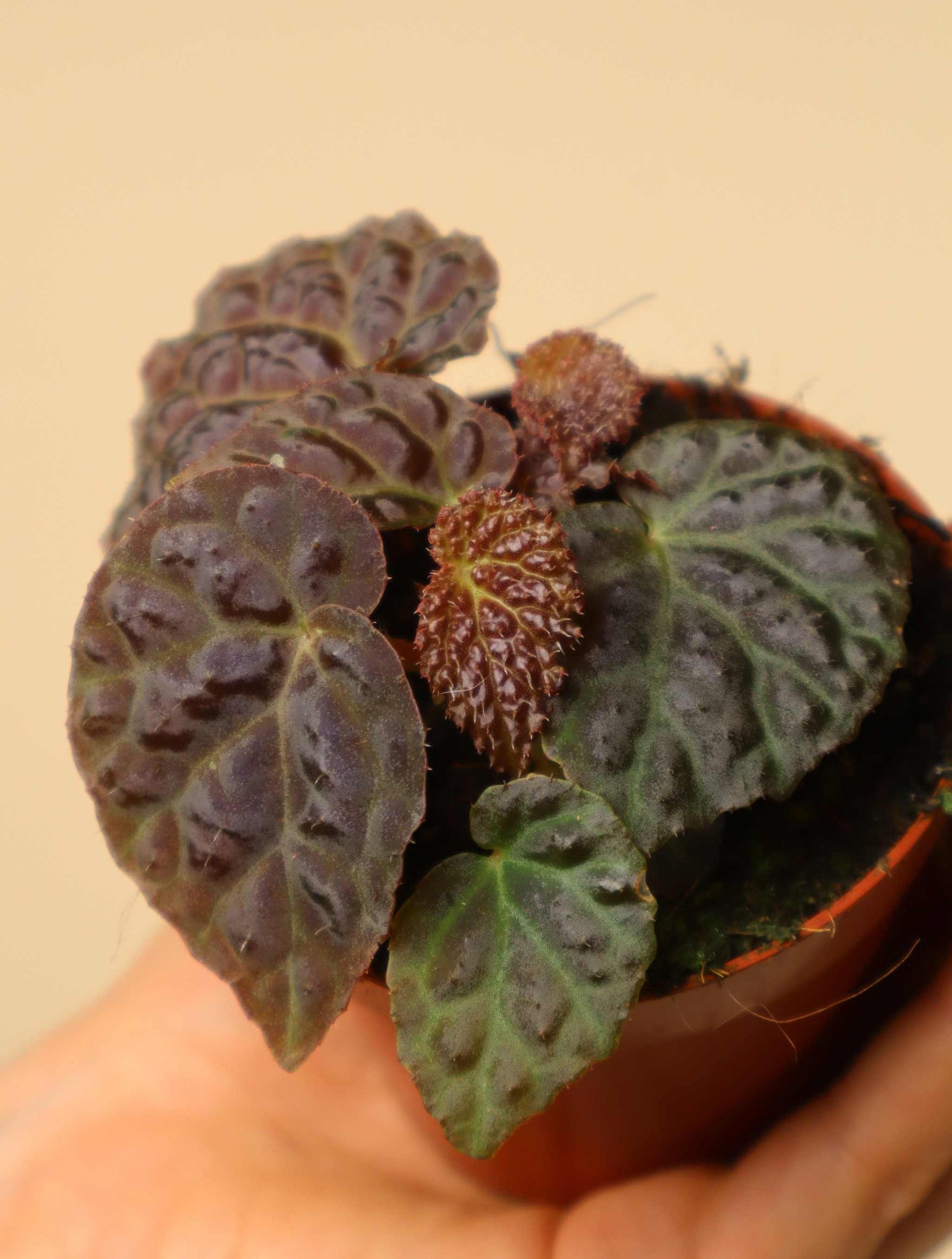 Begonia 'Black Mountain' (B. dracopelta x B. baik)