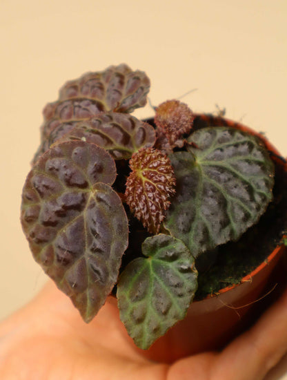 Begonia 'Black Mountain' (B. dracopelta x B. baik)
