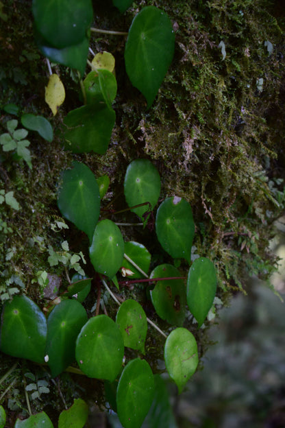 begonia conchifolia