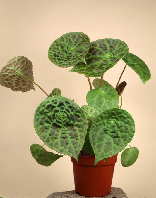Begonia phuthoensis