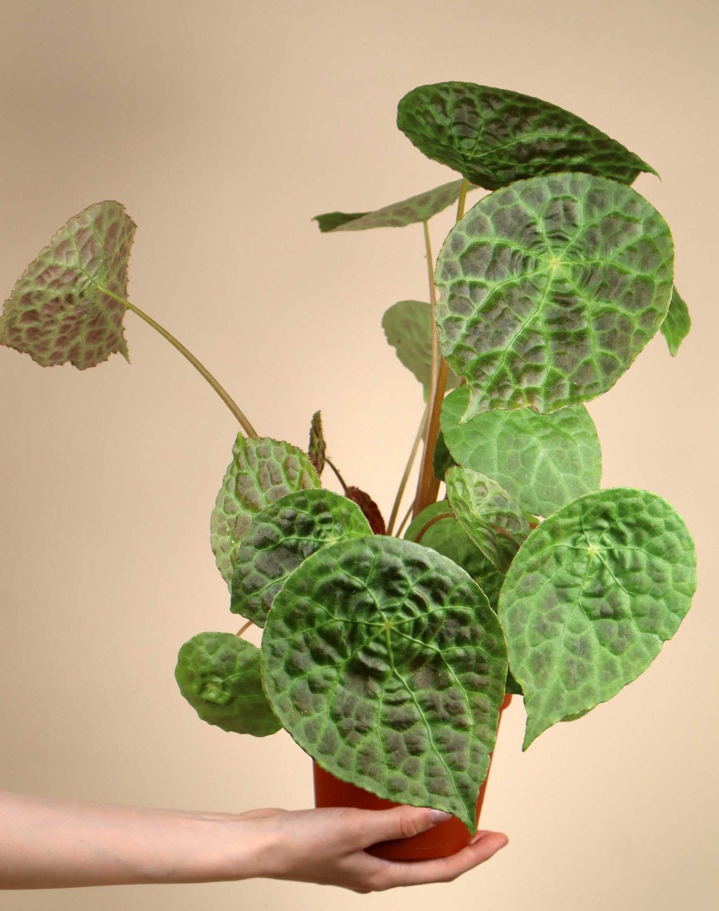 Begonia phuthoensis