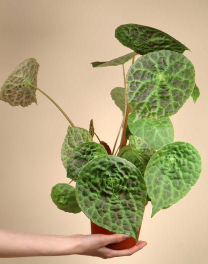 Begonia phuthoensis