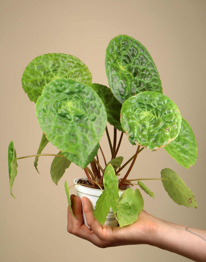 Begonia phuthoensis