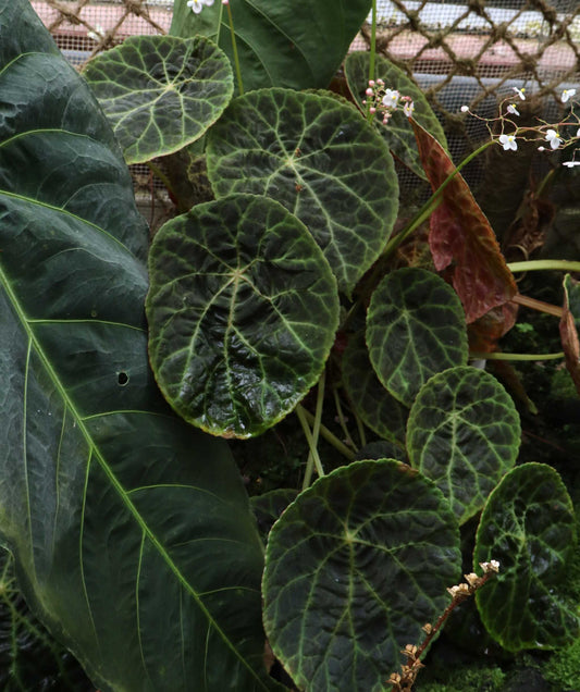 Begonia phuthoensis