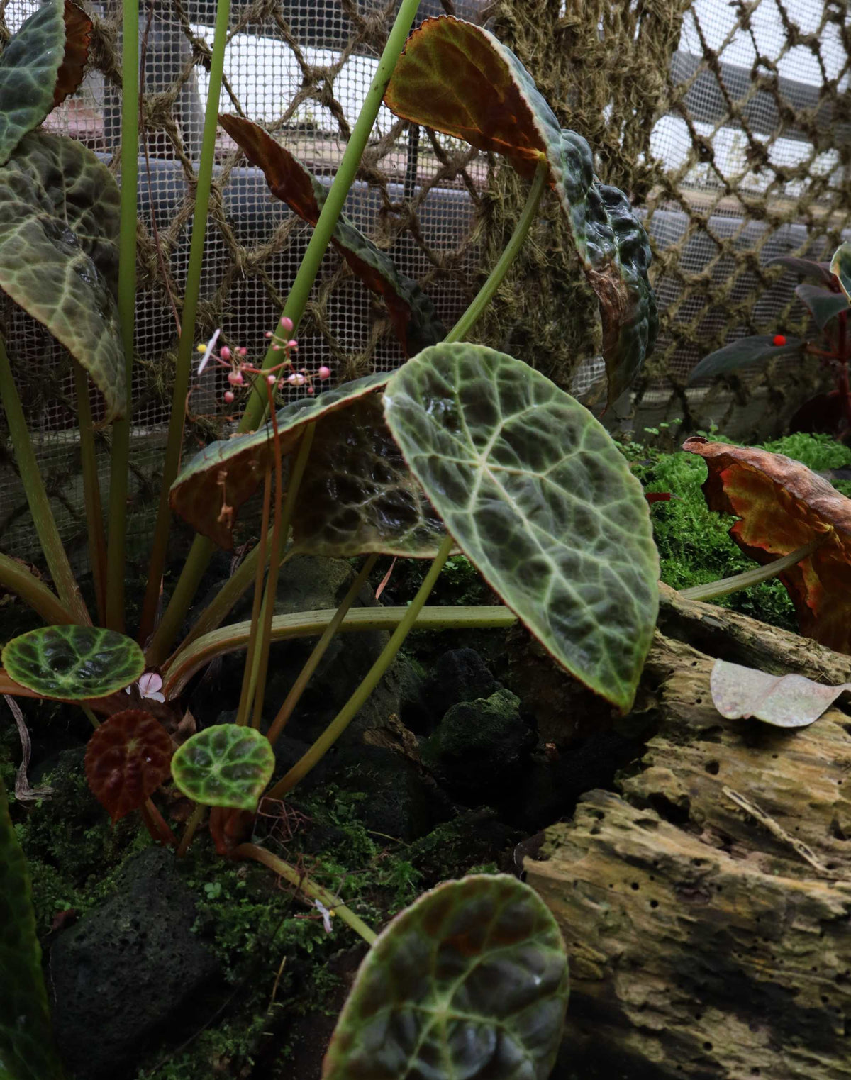 Begonia phuthoensis