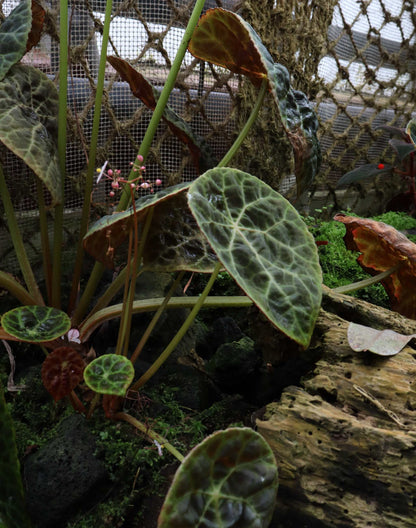 Begonia phuthoensis