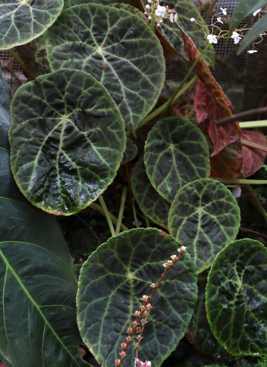 Begonia phuthoensis