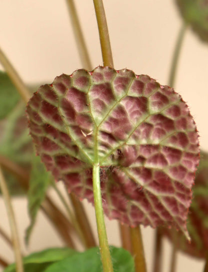 Begonia phuthoensis