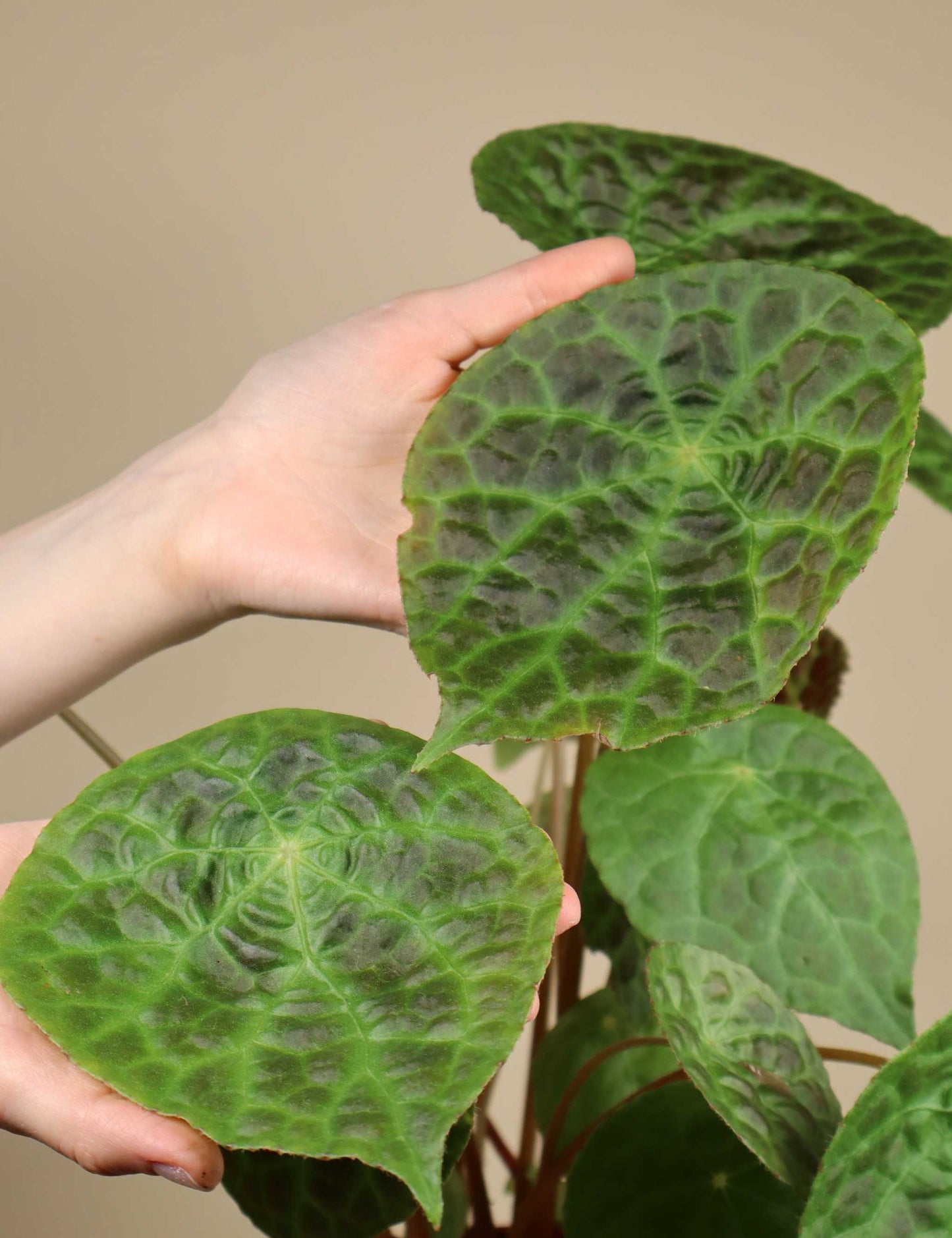 Begonia phuthoensis