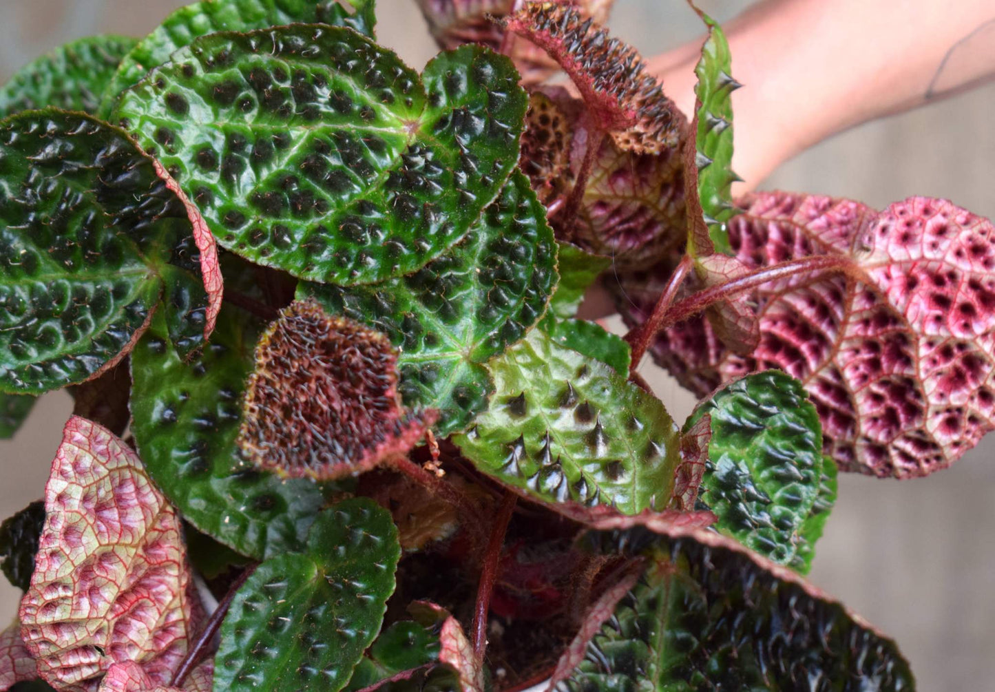 Begonia ferox