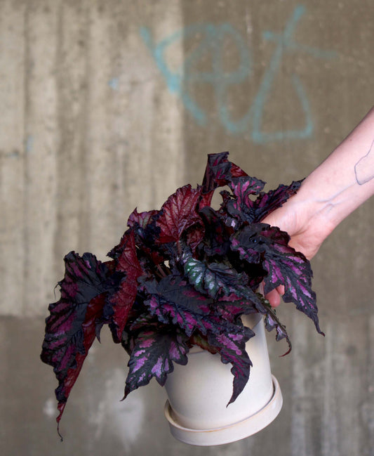 Begonia Rex "Red Black"