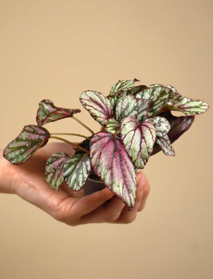 Begonia rex 'Hugh McLaughland'