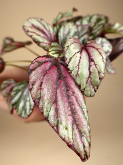 Begonia rex 'Hugh McLaughland'