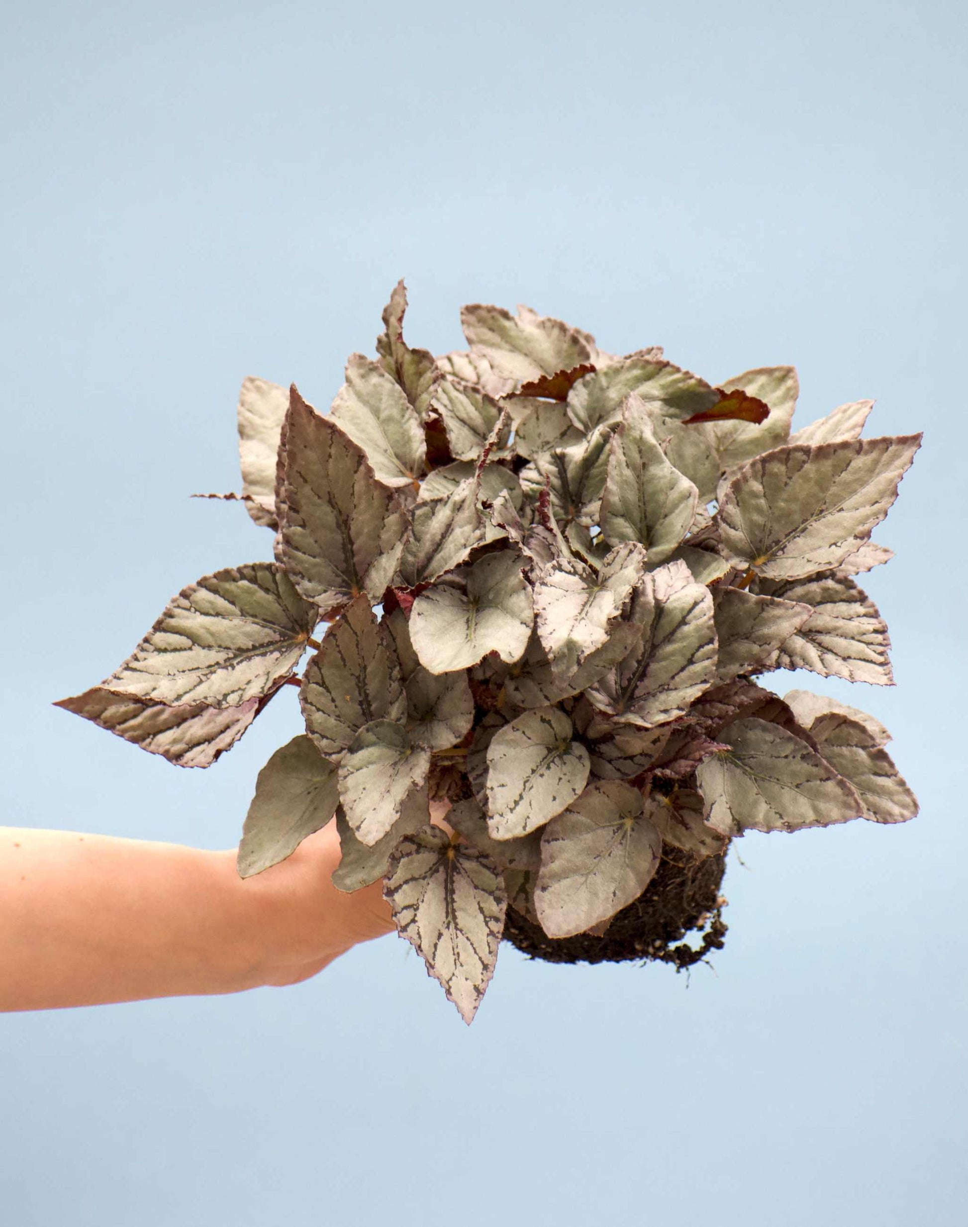 Begonia rex 'Arctic breeze'
