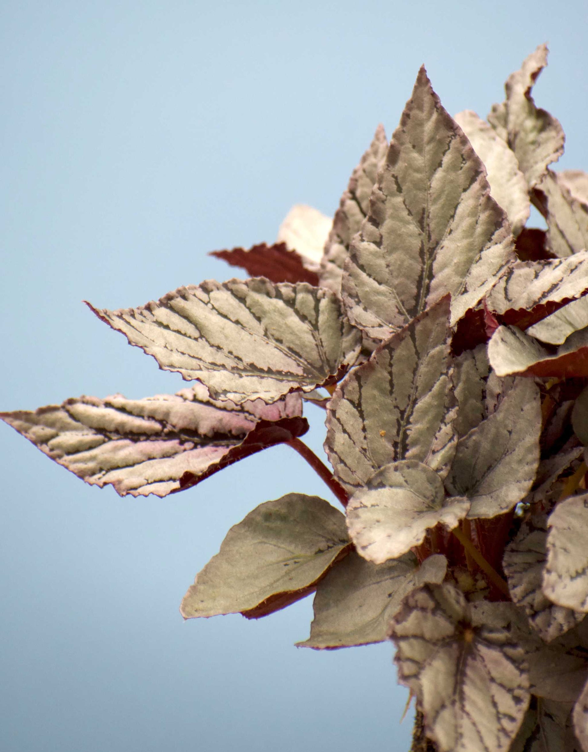 Begonia rex 'Arctic breeze'