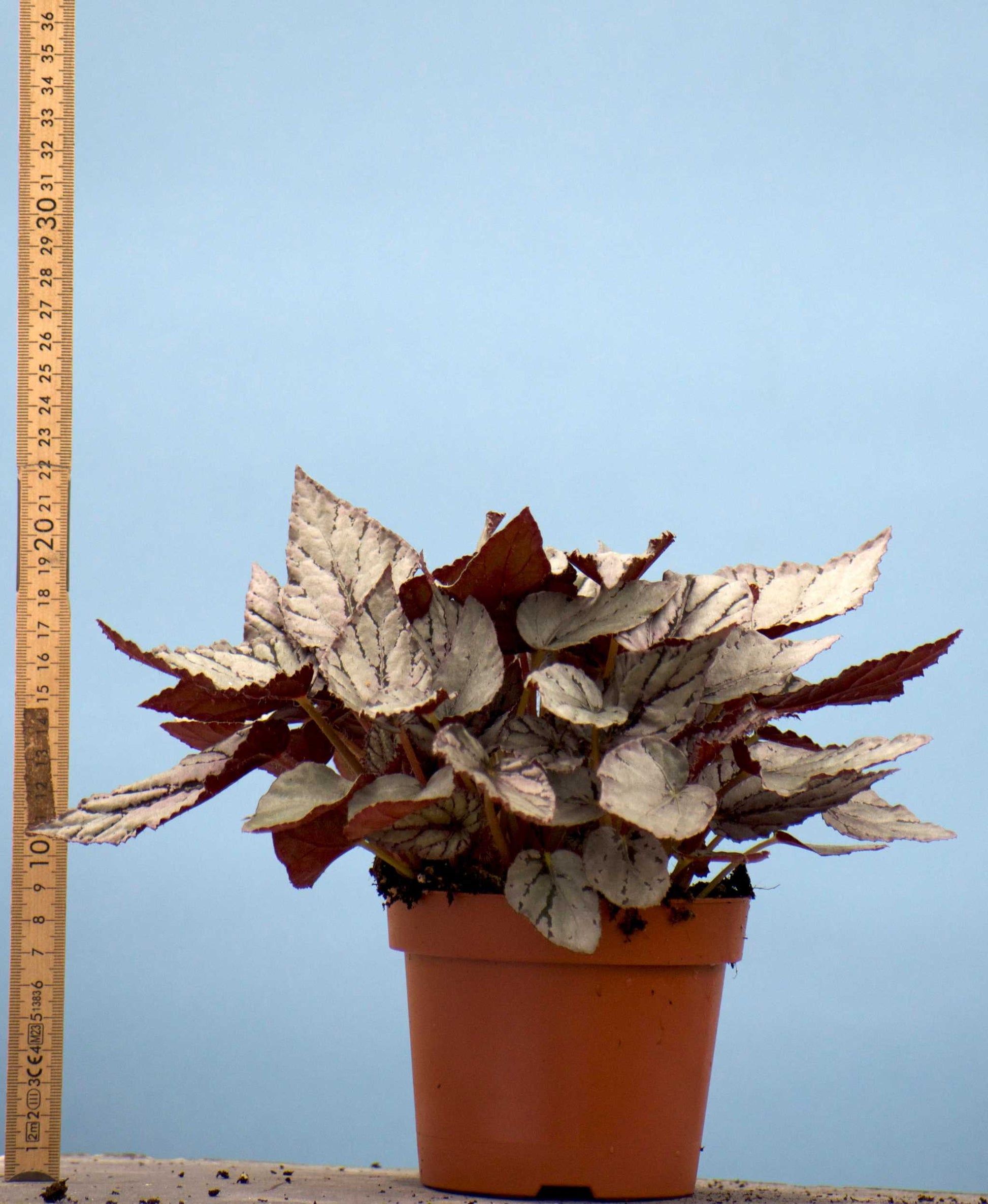 Begonia rex 'Arctic breeze' storlek 12 cm