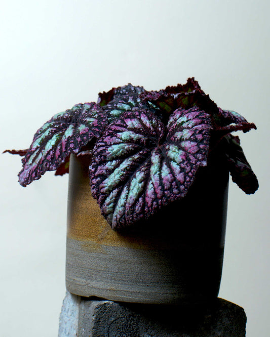 Begonia rex' Fireworks'