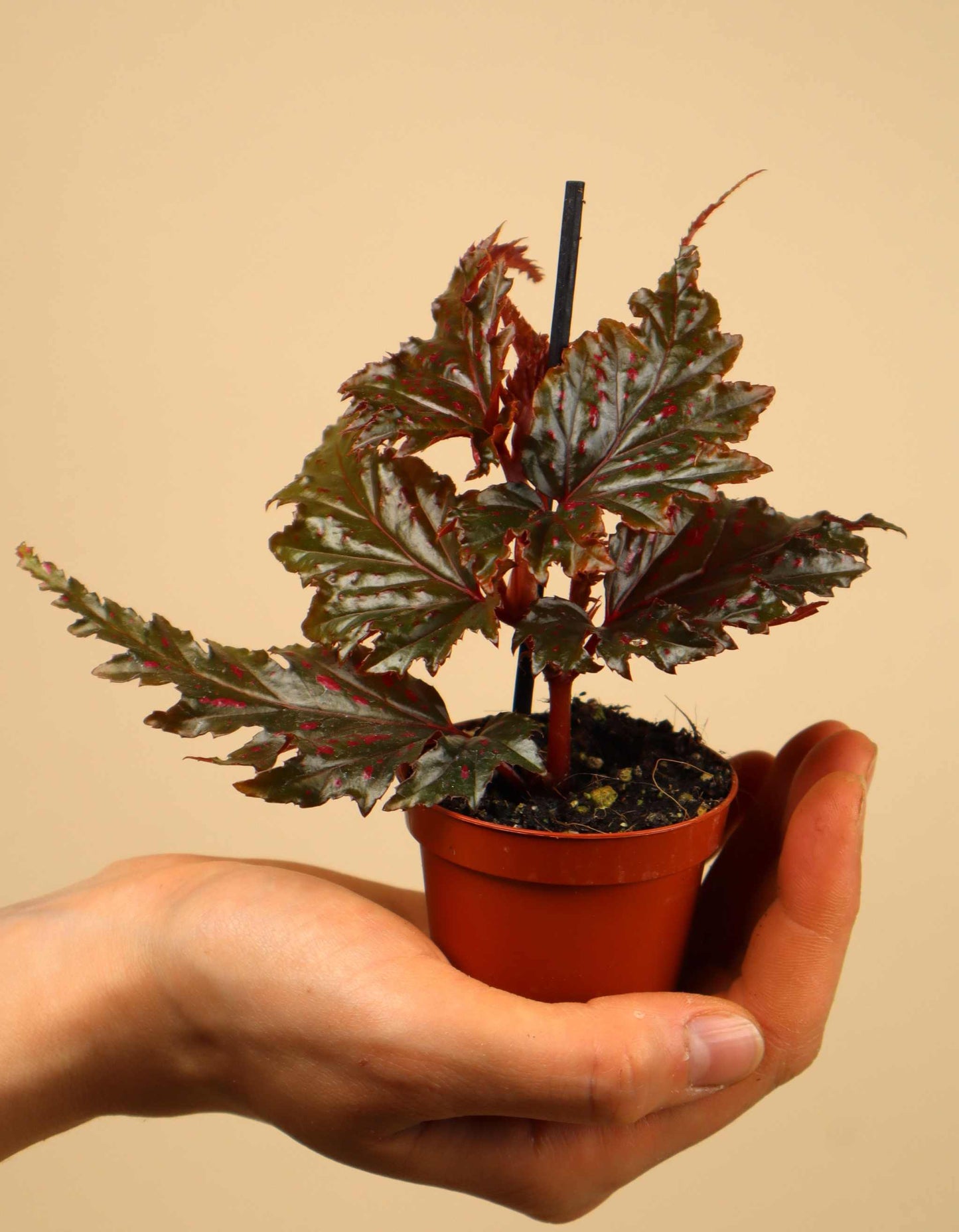 Begonia serratipetala