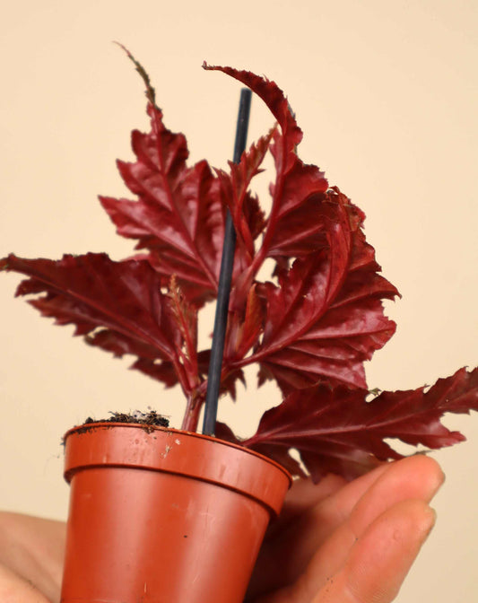 Begonia serratipetala