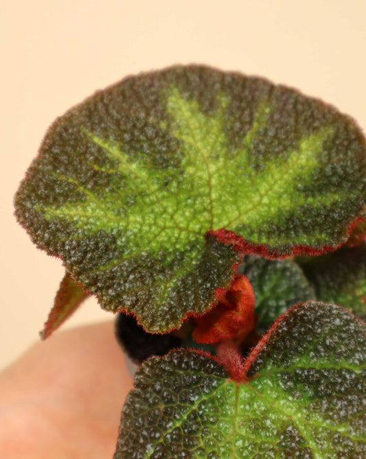 Begonia soli-mutata