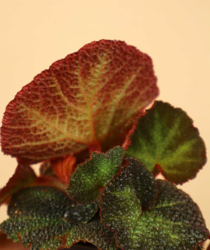 Begonia solimutata