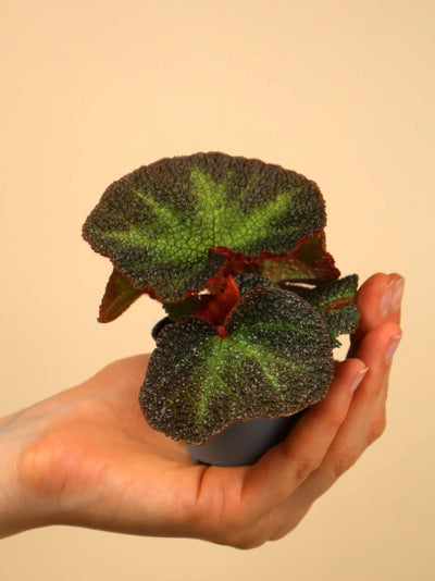 Begonia solimutata