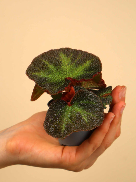 Begonia soli-mutata