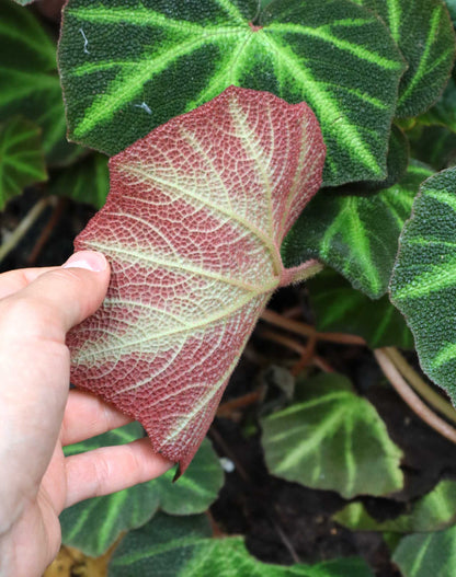 Begonia solimutata