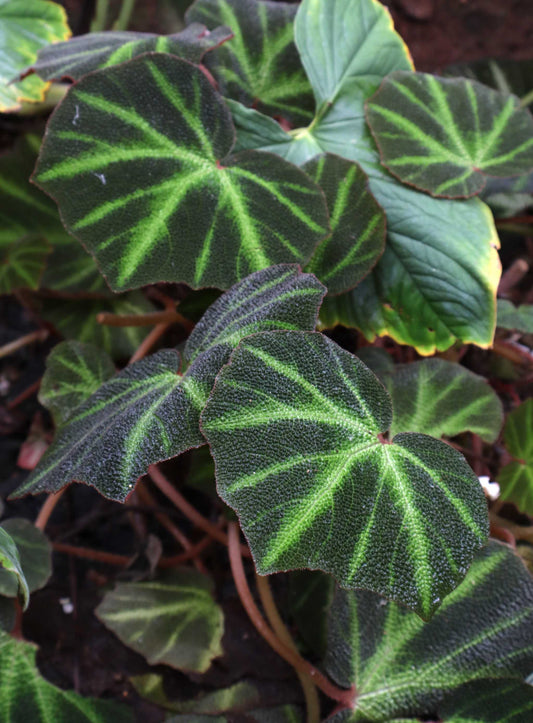 Begonia solimutata