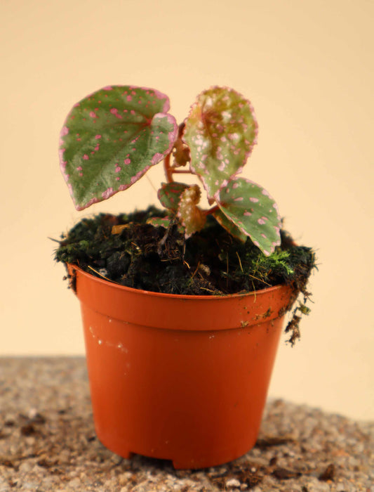 Begonia sp. 'Muara Wahau' (U696)