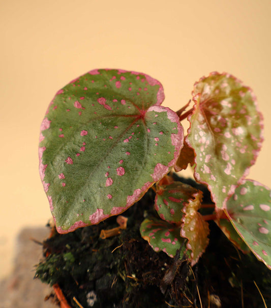 Begonia sp. 'Muara Wahau' (U696)