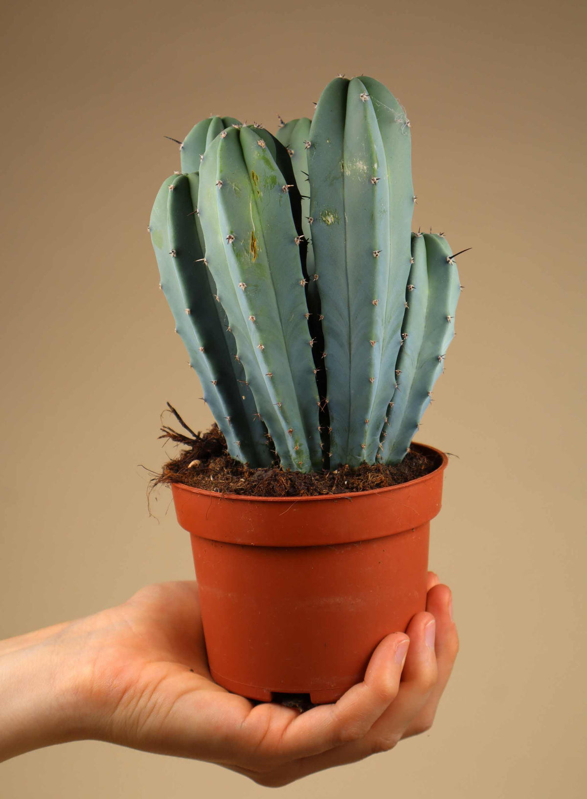 Myrtillocactus geometrizans 'Blueberry Cactus'