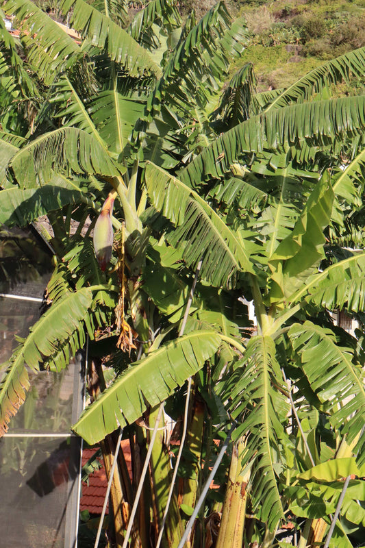 Bananplanta 'Blue Java' Ätbar