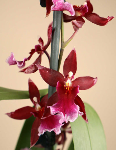 Burrageara 'Barrocco Red'