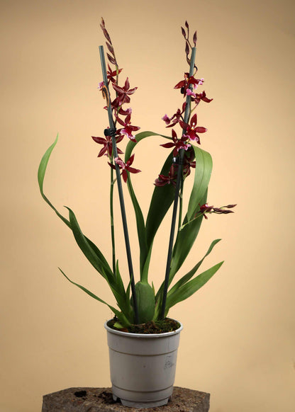 Burrageara 'Barrocco Red'