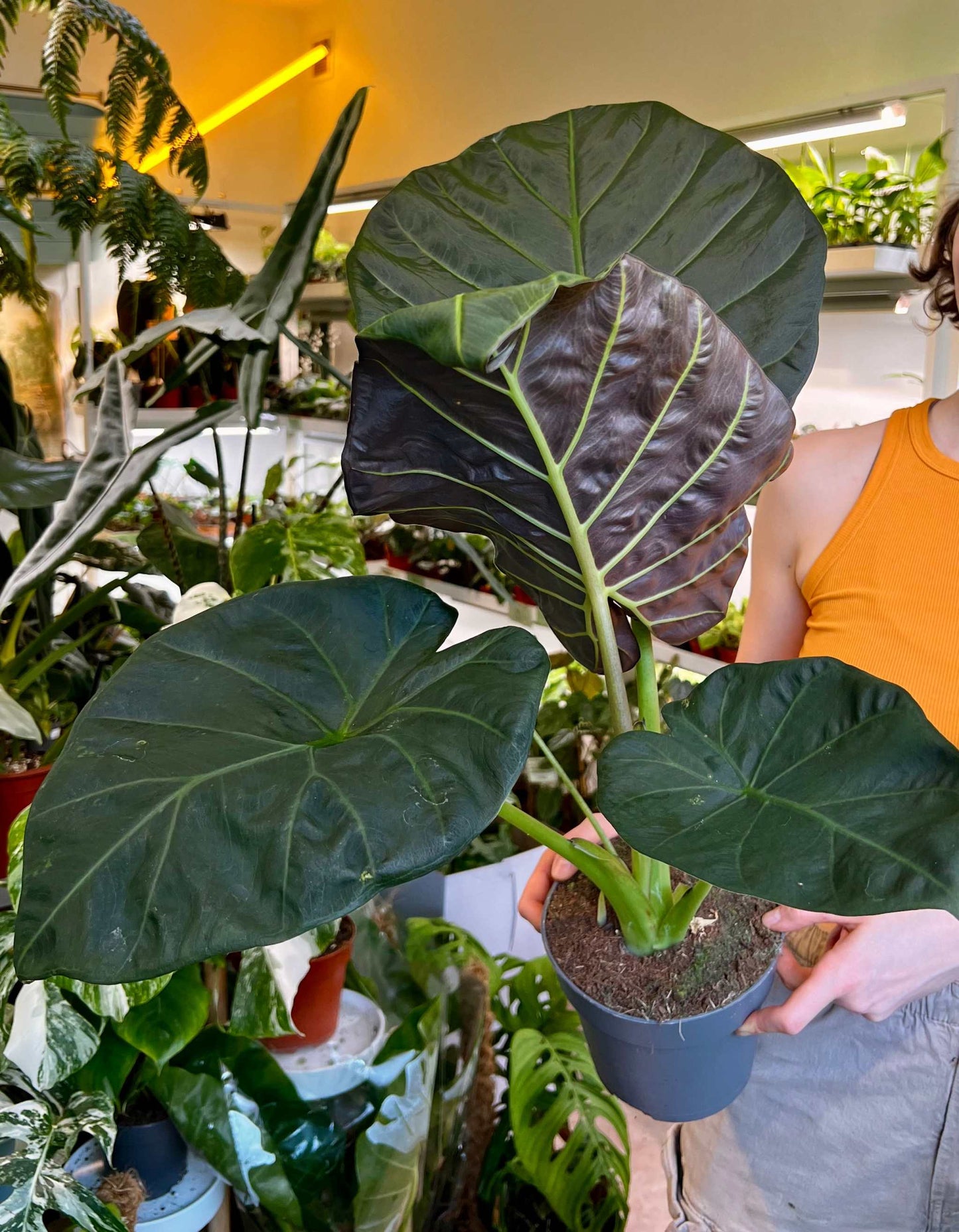 Alocasia 'Regal Shields'