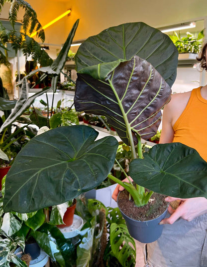 Alocasia 'Regal Shields'