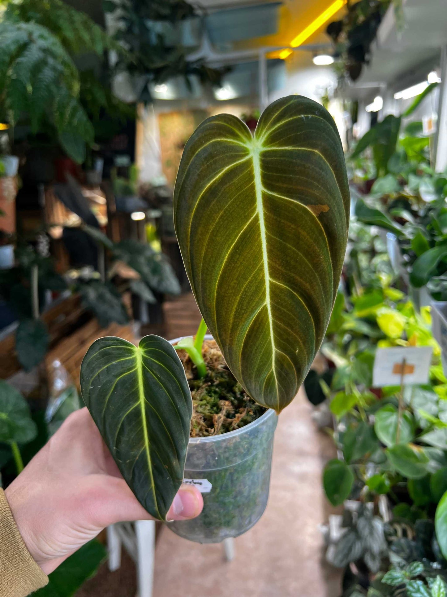 Philodendron melanochrysum