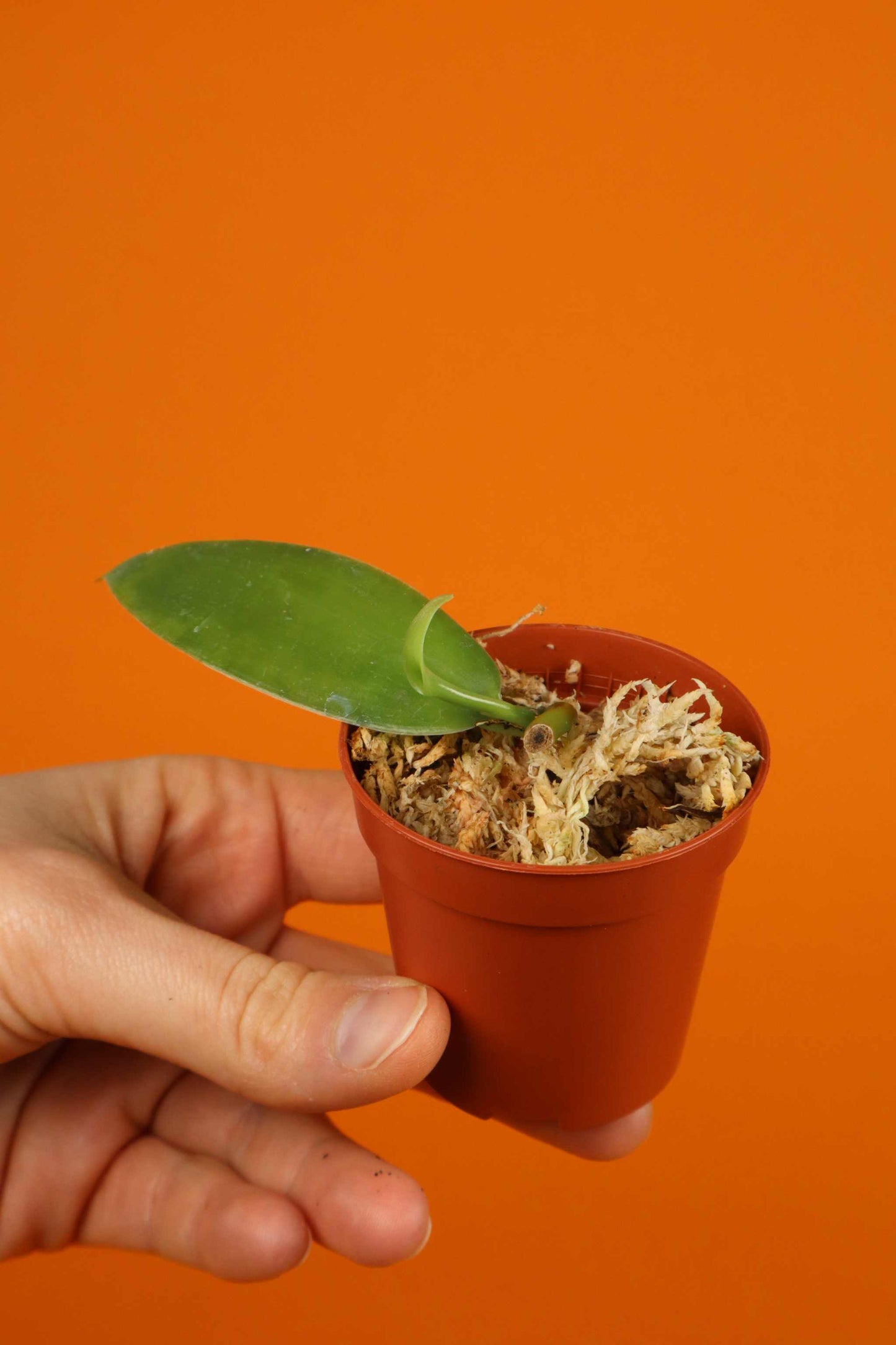 Vanilla orchid 'Vanilla planifolia' plant