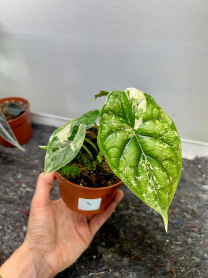 Alocasia dragon scale albo variegata