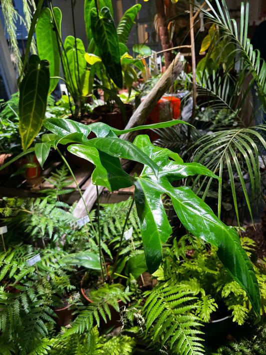 Anthurium pedatum close