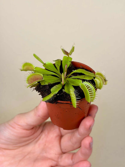 Dionaea muscipula 'Venus flugfälla'