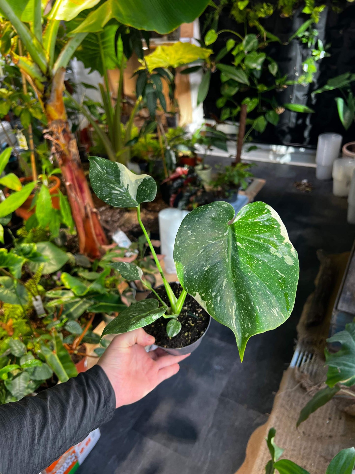 Monstera Thai Constellation
