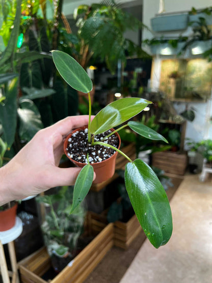 Philodendron spiritus-sancti
