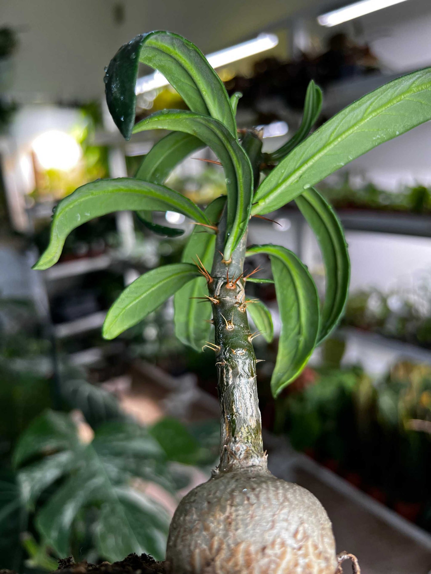 Pachypodium lamerei 'ökenstjärna'