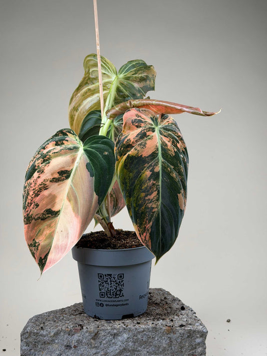 Philodendron melanochrysum Pink Variegata