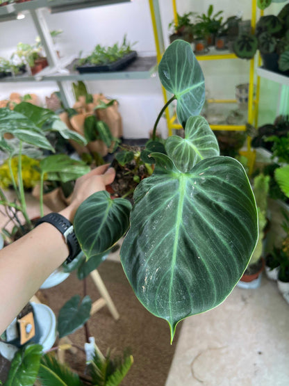 Philodendron rubrijuvenile 'El Choco Red'