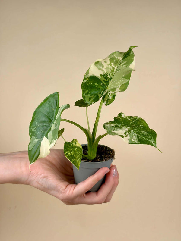 Alocasia 'Gageana Albo Variegata'