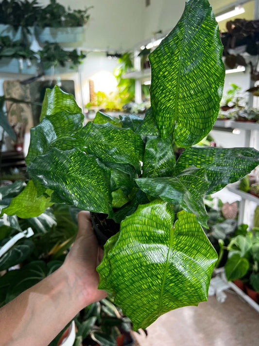 Calathea Musaica 'Netzwerk'