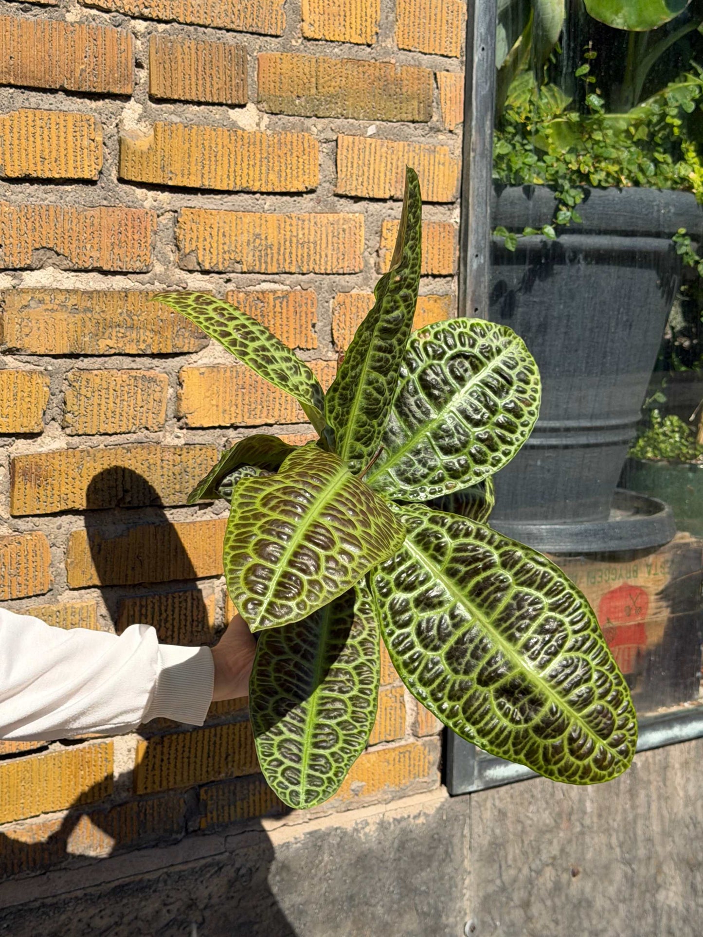 Labisia obtusifolia 'Turtleback'